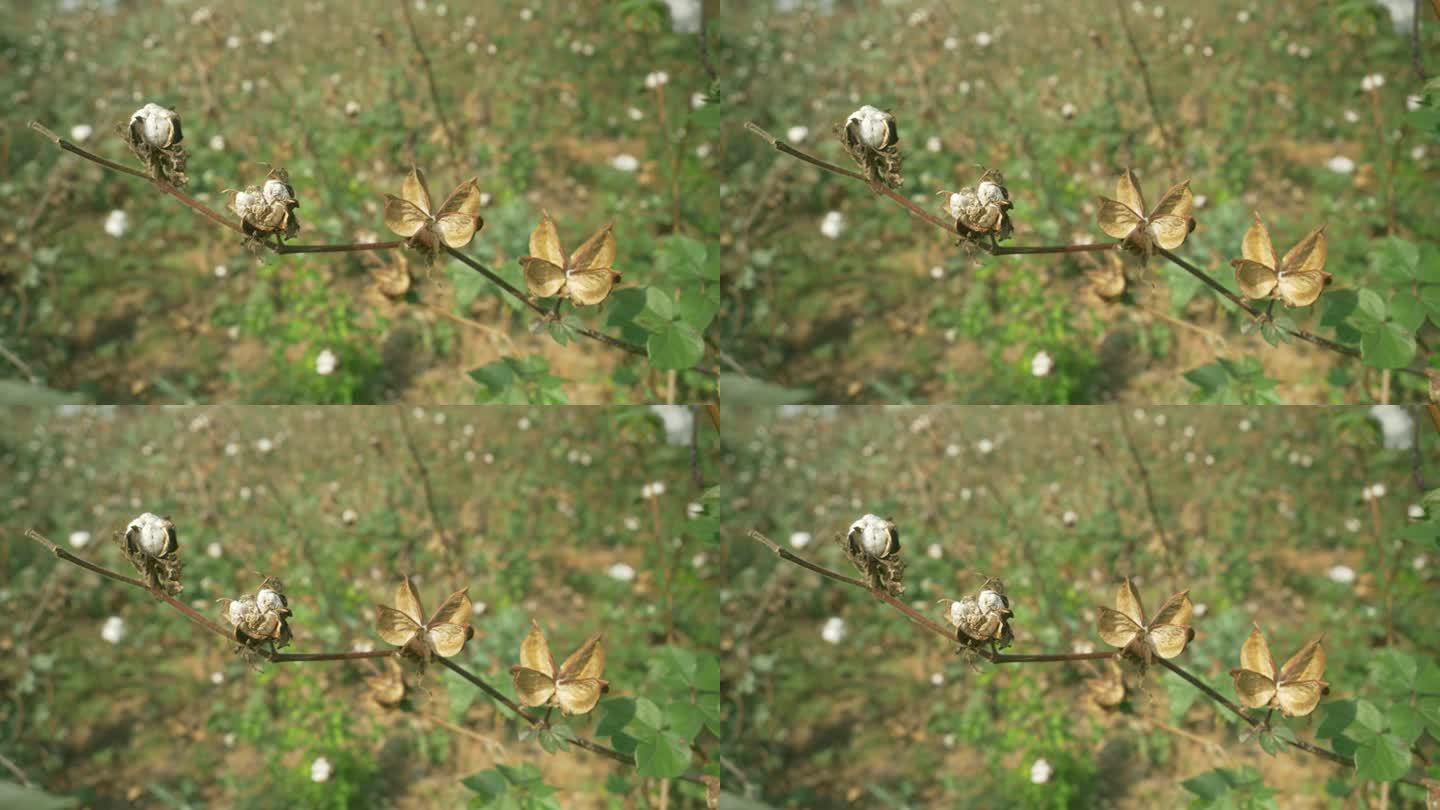 腐烂的棉球和种子，棉花农田，马哈拉施特拉邦，印度