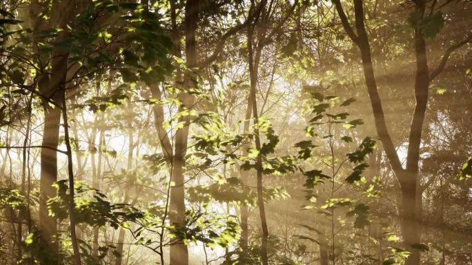 阳光穿过茂密的树枝，轻轻地照亮了森林的地面