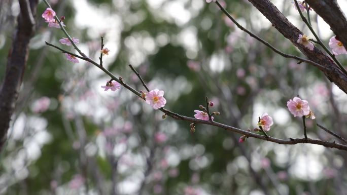 梅园、梅花、梅树