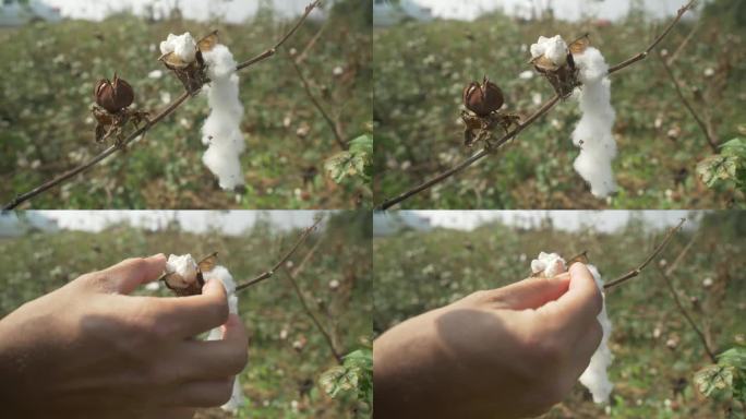 印度马哈拉施特拉邦准备收割的棉花