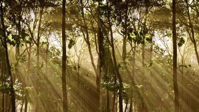 阳光穿过森林的树枝