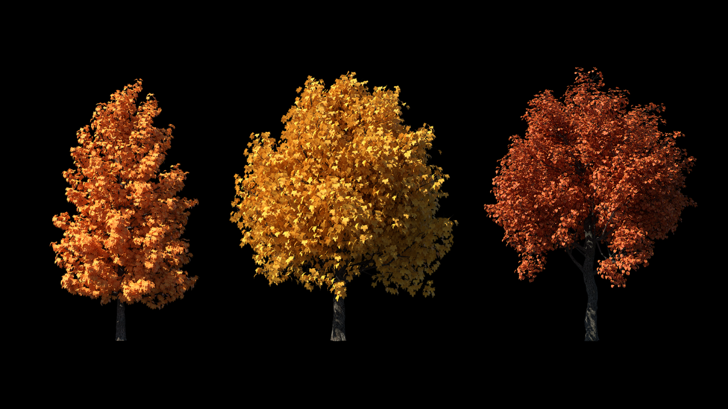 秋季摆动树动画背景透明序列2