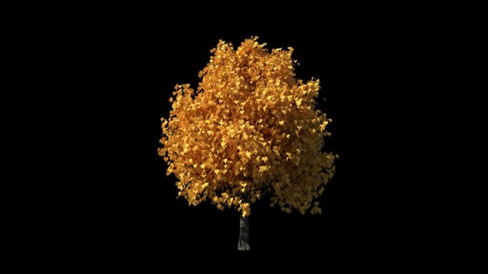秋季摆动树动画背景透明序列2