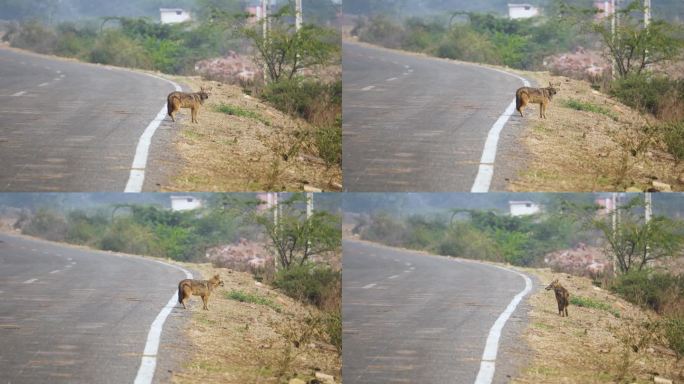 追踪金色豺或金色豺穿过印度中北部道路的特写镜头