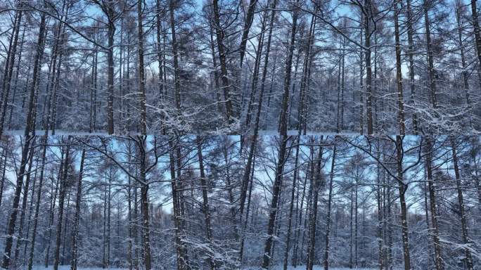 逆光拍摄松树林雪景
