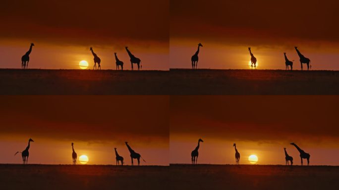 长颈鹿在自然保护区的日出天空下排成一排。日落时分的一群非洲长颈鹿。日出时在自然保护区吃草的长颈鹿剪影