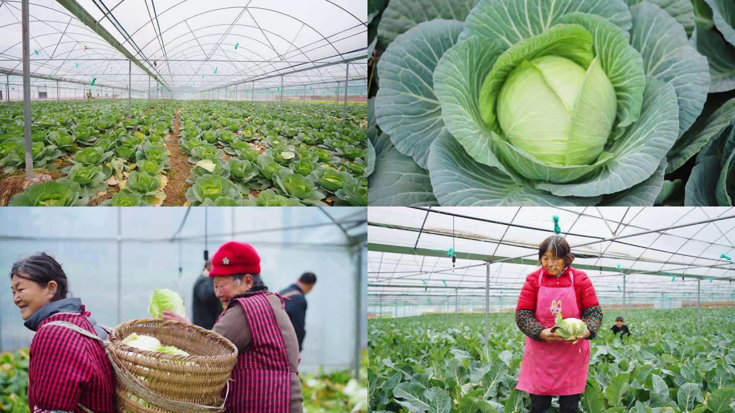 蔬菜种植基地试验田示范区