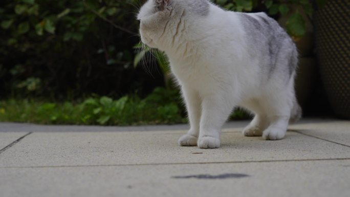 2024广州黄埔野猫家猫布偶猫