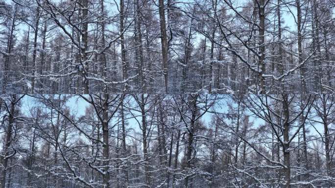 垂直上下拍摄松树林雪景