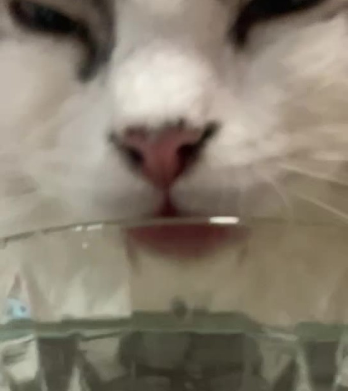 布偶小猫正在沉浸的喝碗里的水