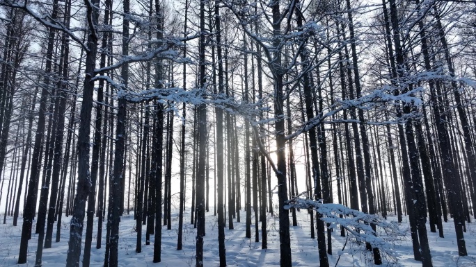 冬季林区风光逆光拍摄松林雪景