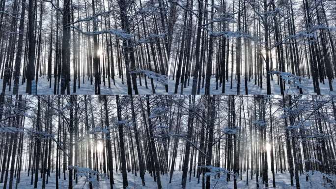 冬季林区风光逆光拍摄松林雪景