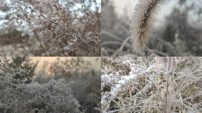 冬天管道 霜 冬天的植物 早晨 寒冷