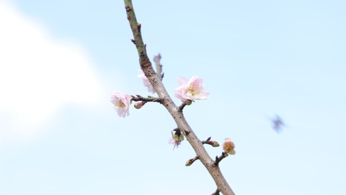 梅园、梅花、梅树