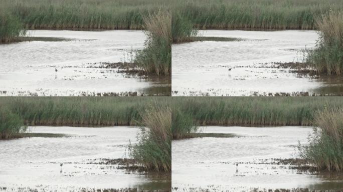 高跷沃克在沼泽里寻找食物的广角镜头。(慢镜头- 4K)