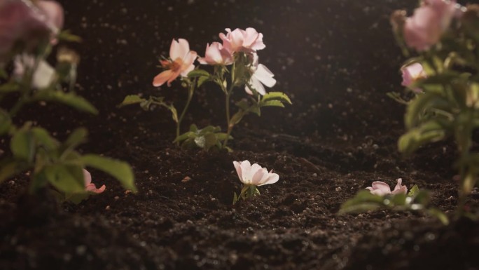 小的家族生意。广告画面。种植植物幼苗。盛开的野生茶玫瑰丛生长在光线中。摄影机沿着一排植物移动