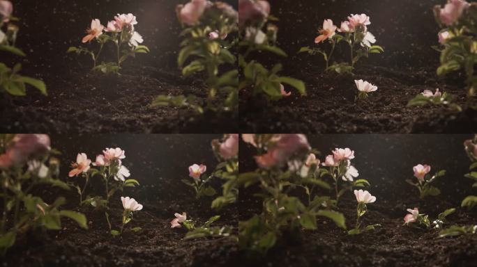 小的家族生意。广告画面。种植植物幼苗。盛开的野生茶玫瑰丛生长在光线中。摄影机沿着一排植物移动