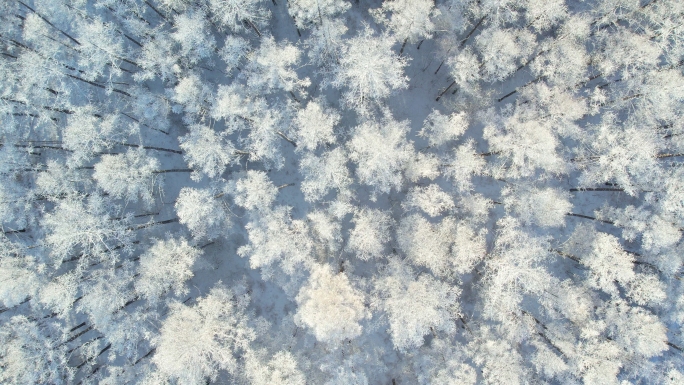 唯美冬日雾凇雪景