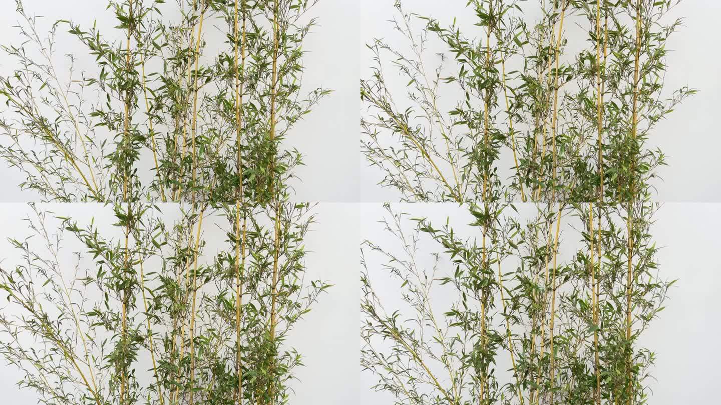 4K原创 白色背景的绿竹