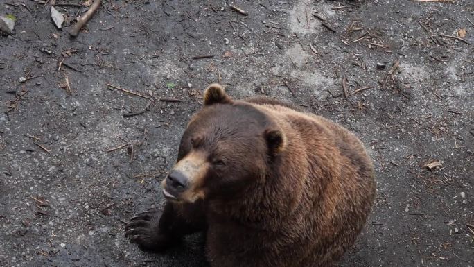 阿拉斯加，棕熊在讨要食物