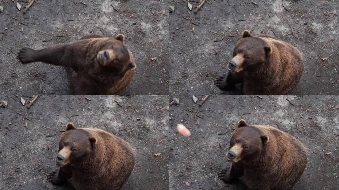 阿拉斯加，棕熊在讨要食物