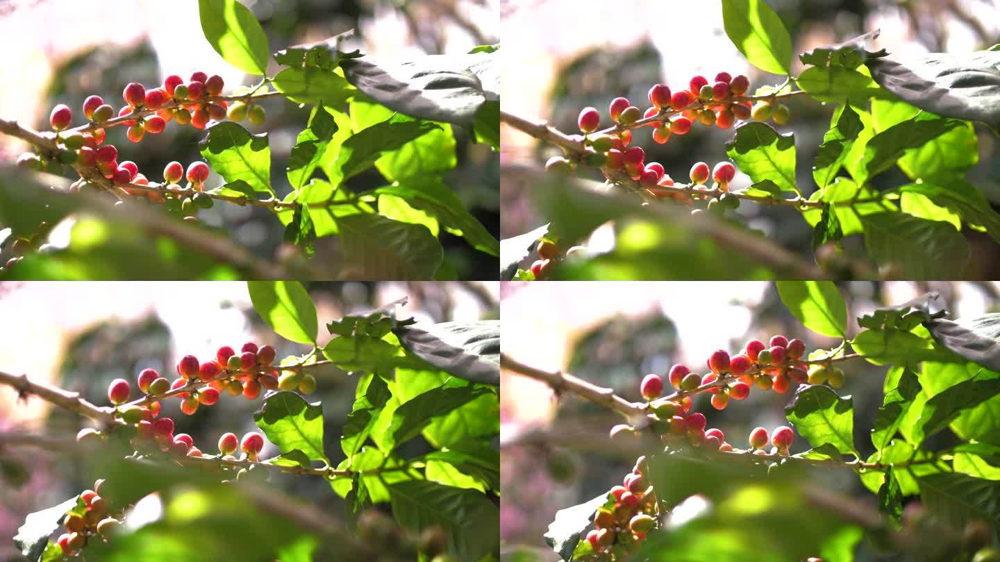采摘前咖啡树上的咖啡种子近照