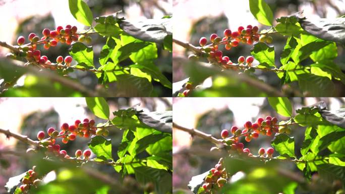 采摘前咖啡树上的咖啡种子近照