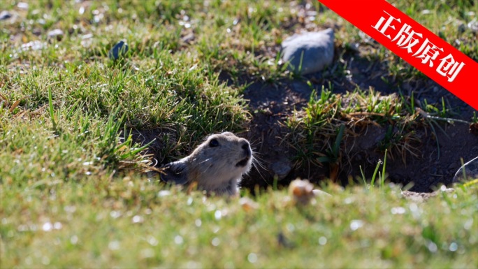 草原上的小动物 兔鼠