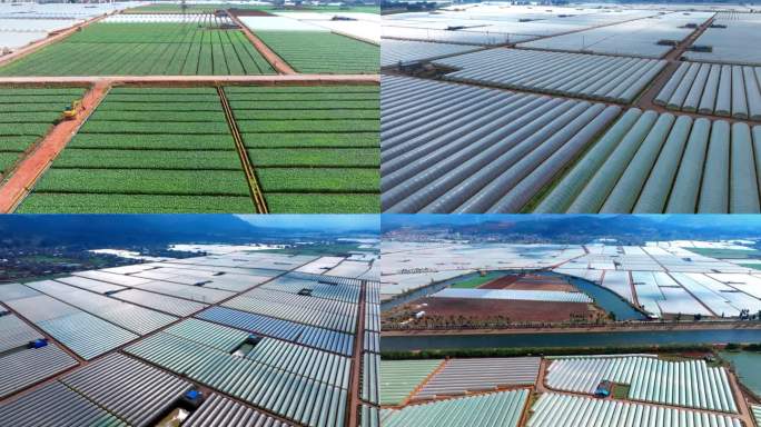 大棚蔬菜航拍4k