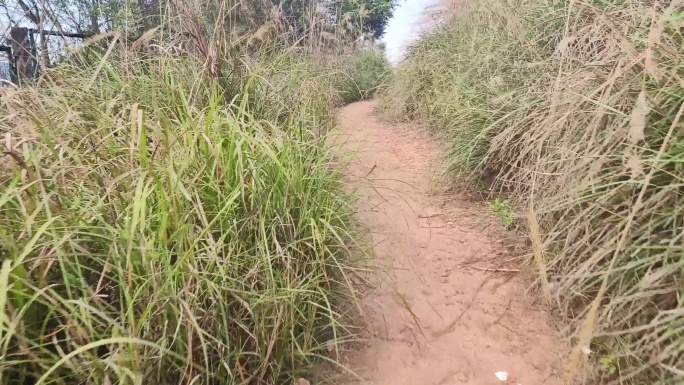 逃跑山林荒野小路小路行走山路山林树木天空