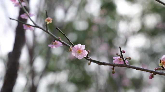 梅园、梅花、梅树