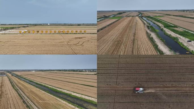 小麦 收割 粮食 良田 农田 农业