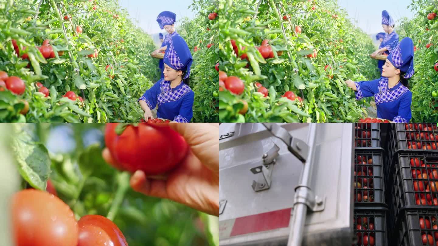 百色番茄