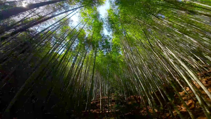 穿越竹林、流动的水墨画、竹林光影