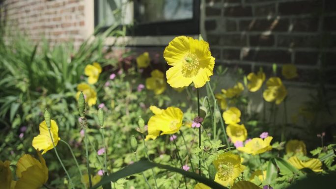 夏季花园里的黄色假罂粟