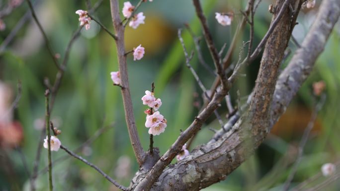 梅花