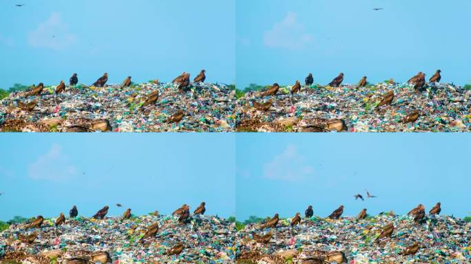 黑鸢鸟群聚狩猎，穿过垃圾填埋场的垃圾