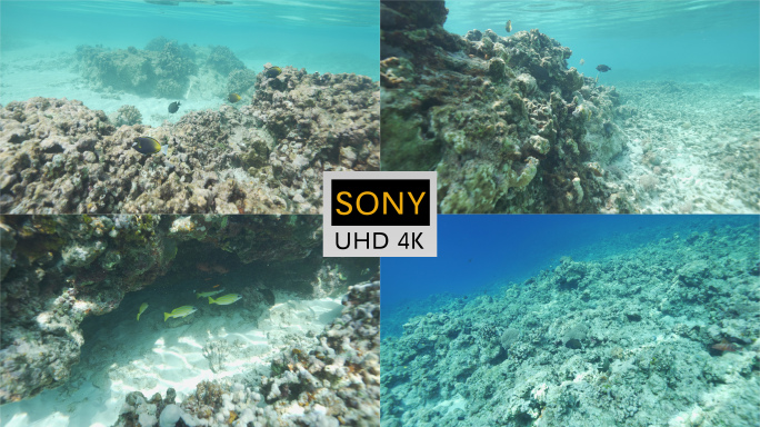 中国南海西沙群岛水下珊瑚礁鱼【西沙合集】