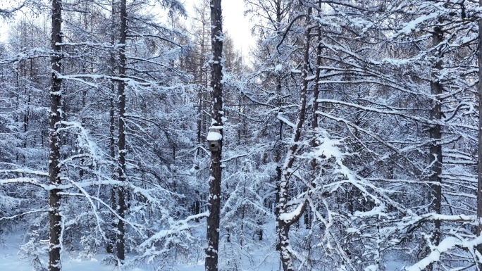 升格拍摄落叶松林寒冬雪景