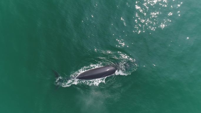 大海 4K 航拍 鲸鱼 涠洲 大海 游轮