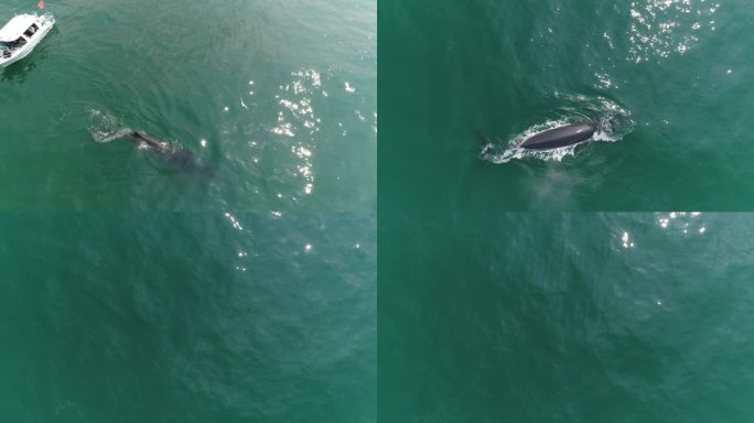 大海 4K 航拍 鲸鱼 涠洲 大海 游轮