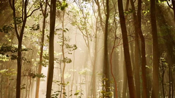森林树枝过滤阳光，创造出迷人的光的相互作用。