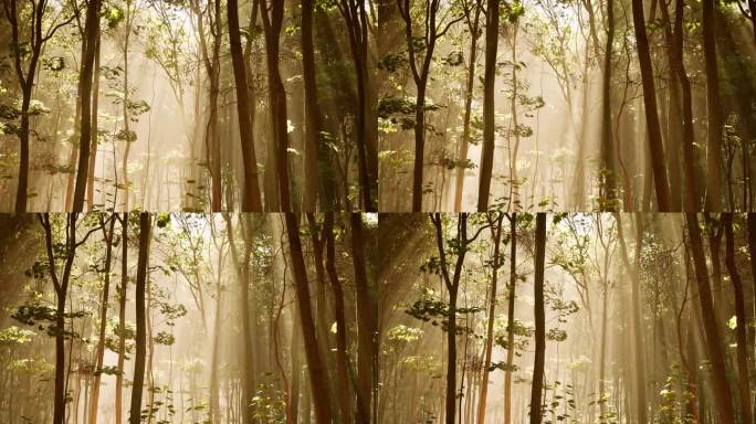 森林树枝过滤阳光，创造出迷人的光的相互作用。