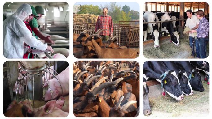 可持续畜牧业生产-多屏幕视频