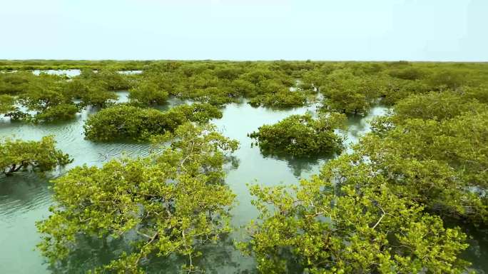 北海红树林