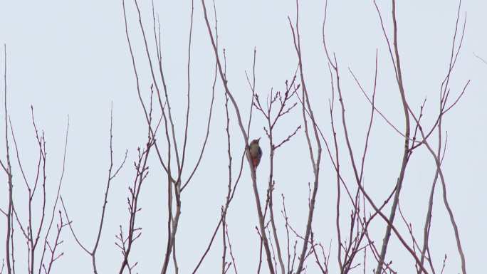 啄木鸟在树上