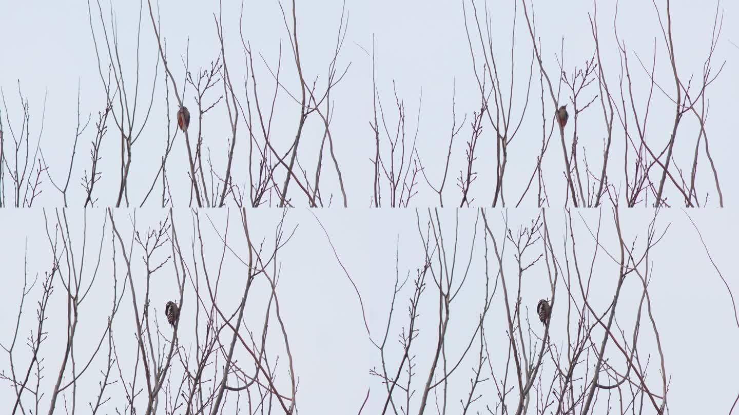 啄木鸟在树上