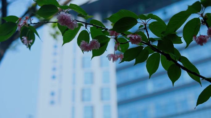 河北医科大学第一医院景观 外景