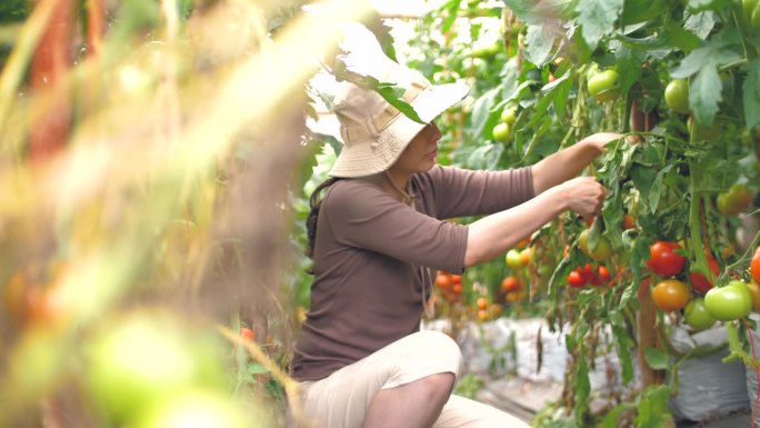 女农民在番茄农场检查番茄