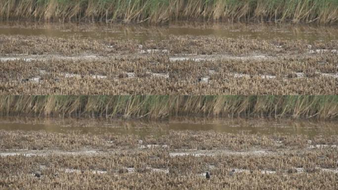 普通椋鸟(Sturnus Vulgaris)在沼泽中觅食。里德在后面。(4k -慢镜头)